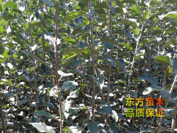 蘋果樹(shù)苗栽植中的注意事項(xiàng)
