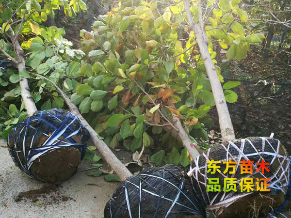 玉蘭樹(shù)