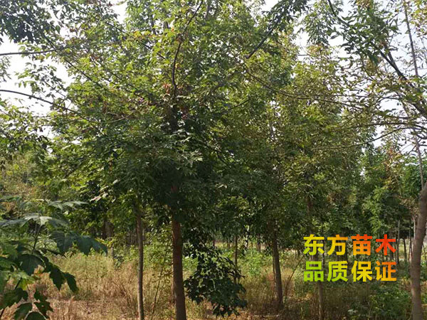 復葉槭