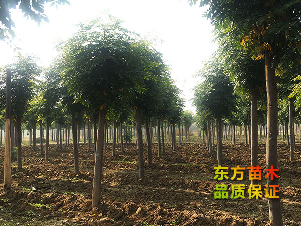 欒樹(shù)