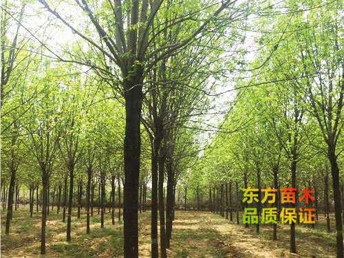 國(guó)槐