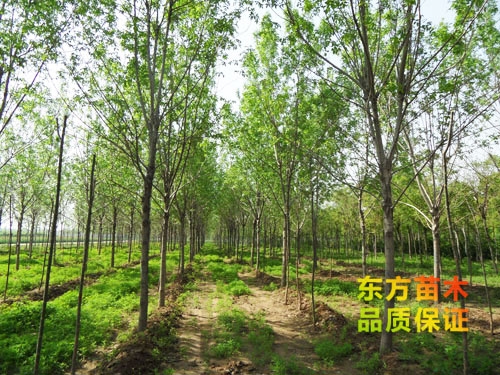 苗木栽培以后應(yīng)該注意哪些？